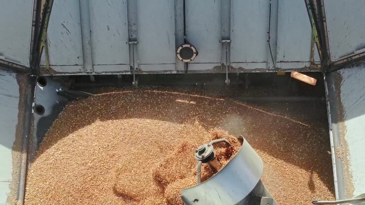 Golden wheat fills combine tank in slow motion as harvest nears capacity