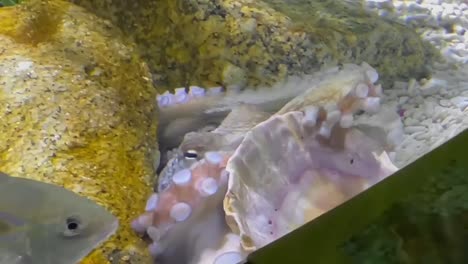 pulpo tímido escondido detrás de una concha de almeja