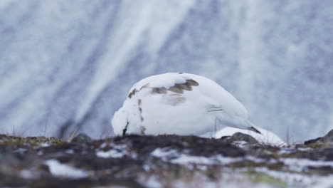 ptarmigans feeding in the arctic wilderness