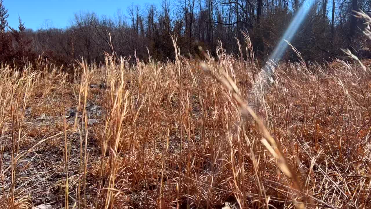 바람에 날리는 황무지 잔디 식물