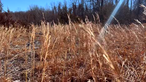 Moor-Grass-plant-blowing-in-the-wind