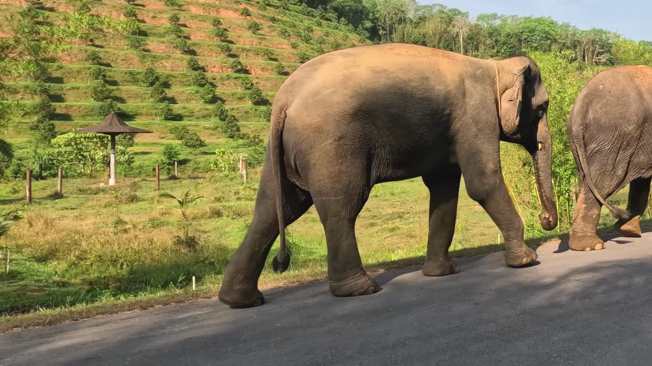 Two elephants walk together on a road bordered by vibrant green fields and clear skies.