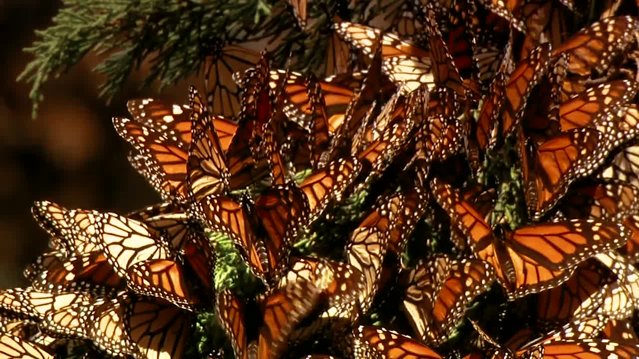 un gran grupo de mariposas monarca recién nacidas comienzan a volar y descansan en un pino