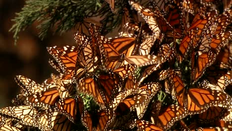 a large group of newly born monarch butterflies begin to fly and rest on a pine tree