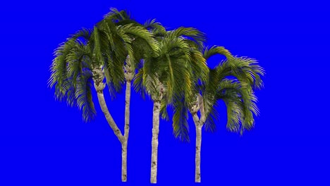 3D-queen-palm-cluster-with-wind-effect-on-blue-screen-3D-animation