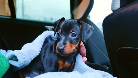 close-up of tiny pinscher puppy enjoying inside a car, wrapped in a warm blanket