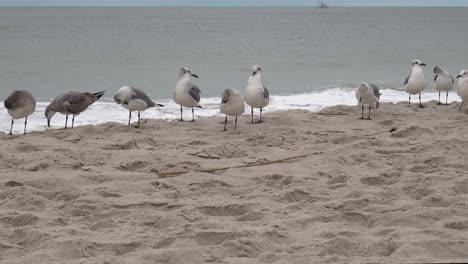 Möwen-Reihen-Sich-Am-Rand-Der-Flut-Am-Strand-Von-Ocean-Isle,-NC,-Auf