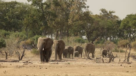 wide shot of elephant herd walking towards camera in mapungubwe