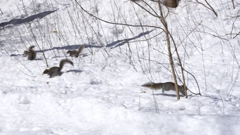 slow motion of squirrel running across snow