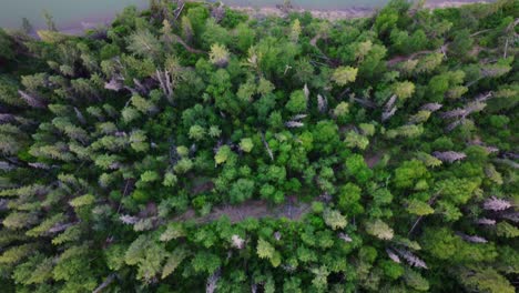 edmonton river valley greenery and forest