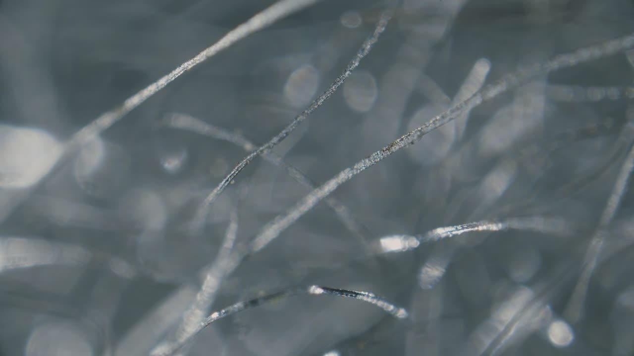 Steel wool fibers under microscope low magnification