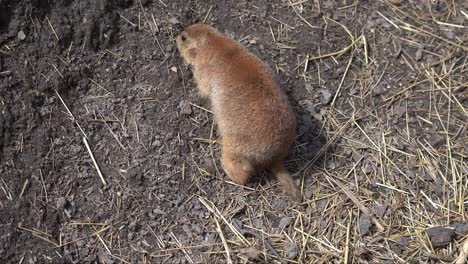 vista de arriba hacia abajo del perro de la pradera en busca de comida en el suelo de la tierra