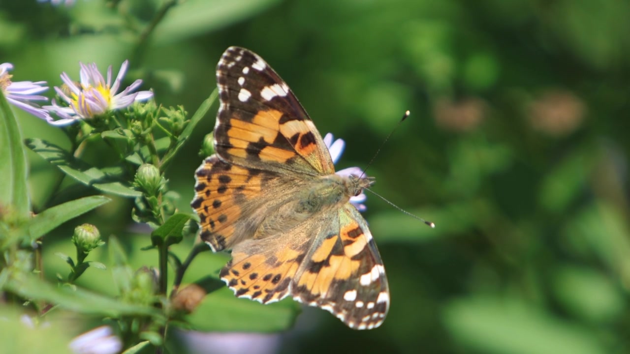Primo piano di una farfalla Vanessa cardui che si nutre su un fiore a fine estate. Galles. Regno Unito.