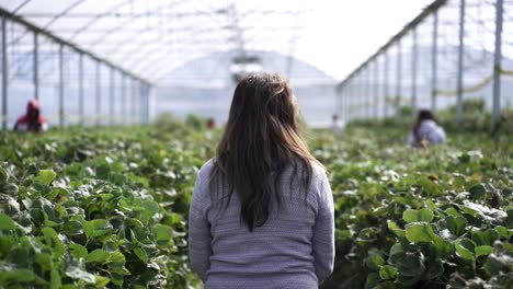 Mujer-Caminando-Por-La-Granja-De-Frutas---Vista-Trasera,-Cámara-Lenta