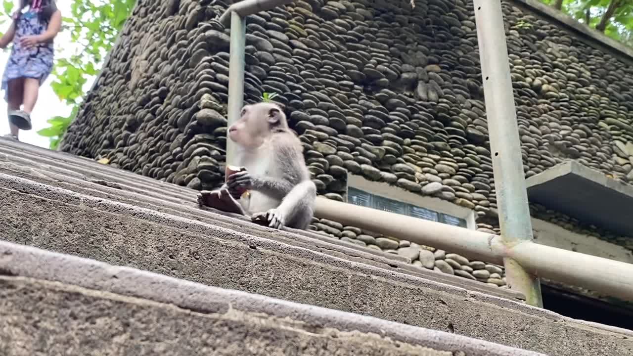 Monkey Eating Fruit on the Steps in Bali, Indonesia.
