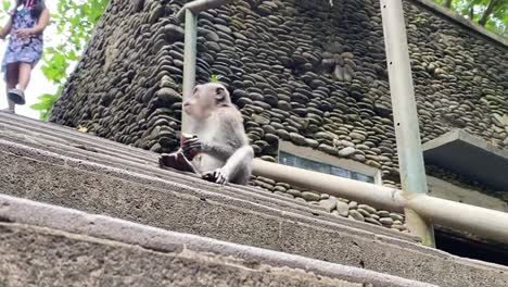 monkey eating fruit on the steps in bali, indonesia.