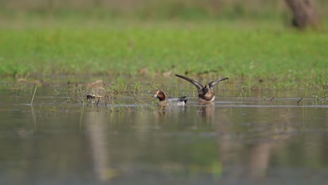 Patos-Gadwall-Nadando-En-El-Estanque-En-El-Bosque