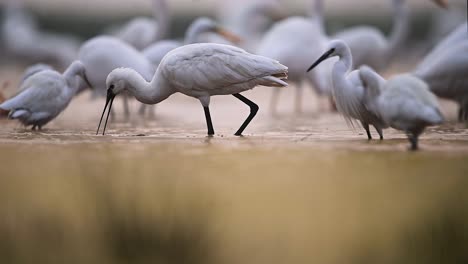 Eurasion-Spoonbill--Fishing--in-Wetland