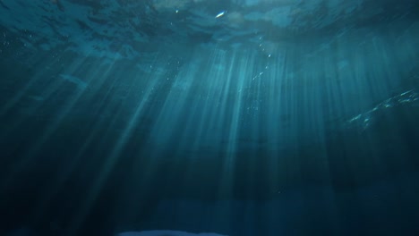 Seelöwen-Schwimmen-Auf-Der-Meeresoberfläche