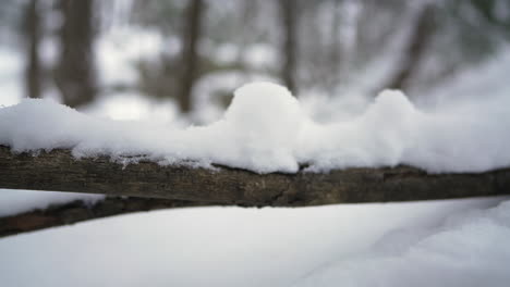 tiro de pan en invierno frente a una rama de árbol con nieve en ella