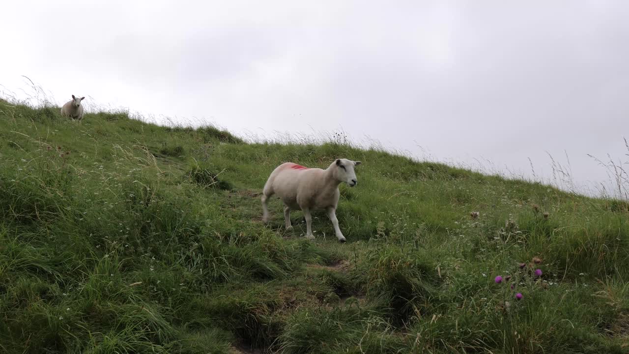 White Sheep Grazing on a Hillside in Scotland