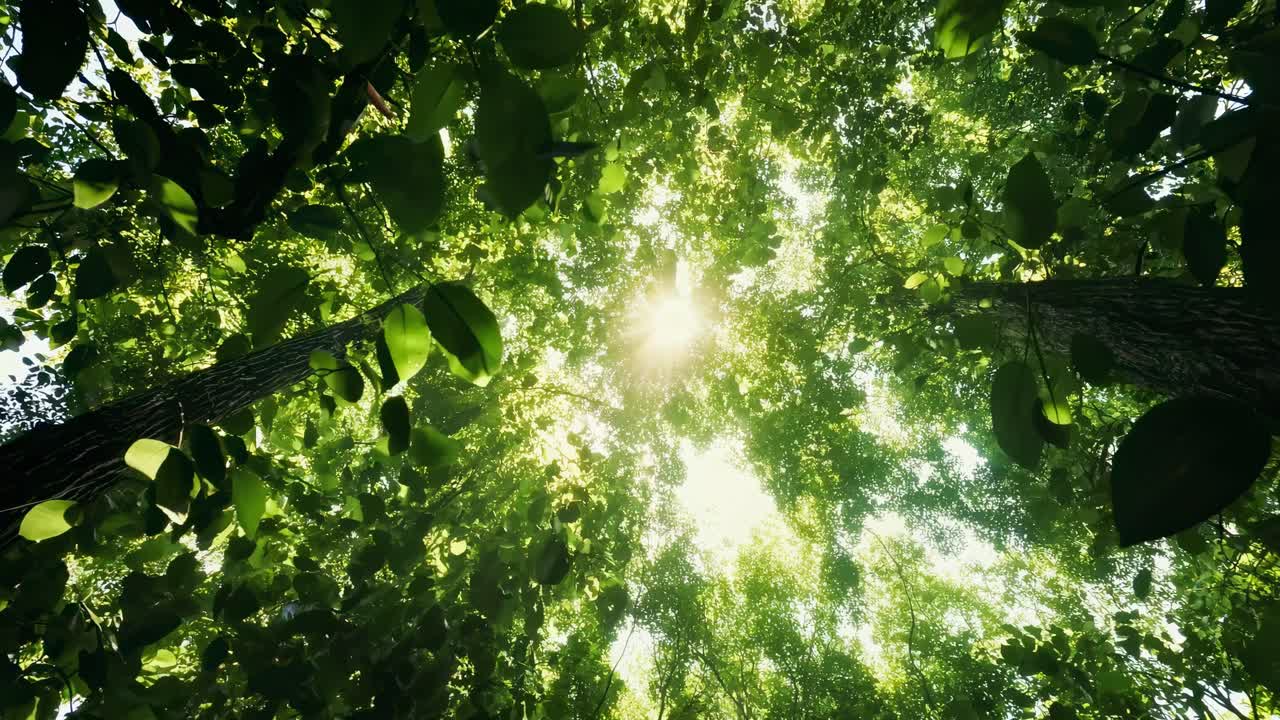 低いアングルから撮影された、生い茂る緑の葉の間から差し込む太陽光が、穏やかで没入感のある雰囲気を作り出しています。
