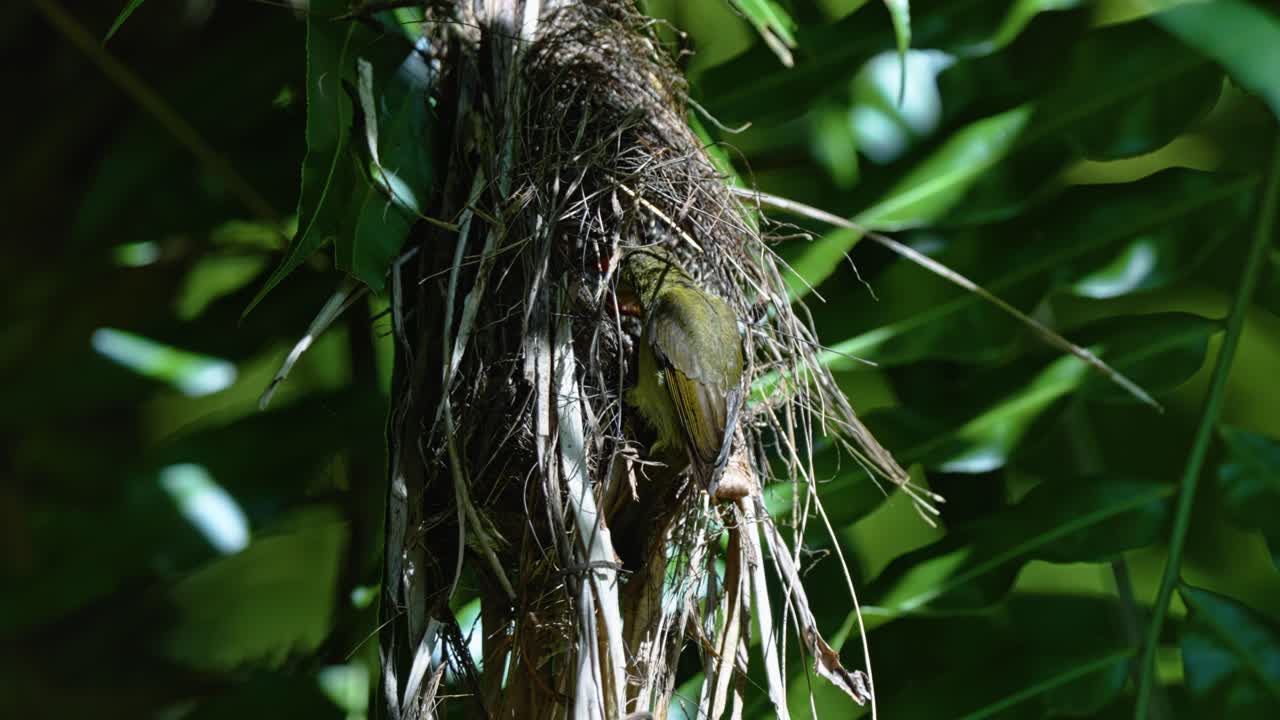 A Mother Crimson Sunbird Feeds Baby On A Hanging Nest. Close-up Shot