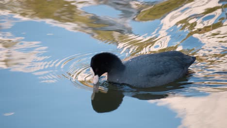 Eurasian-coot,-Fulica-atra,-Paddling-on-Sream-eating-and-swallowing-algae-at-sunset---close-up