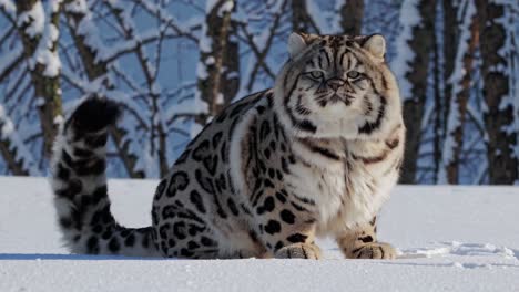 big cat in snowy forest