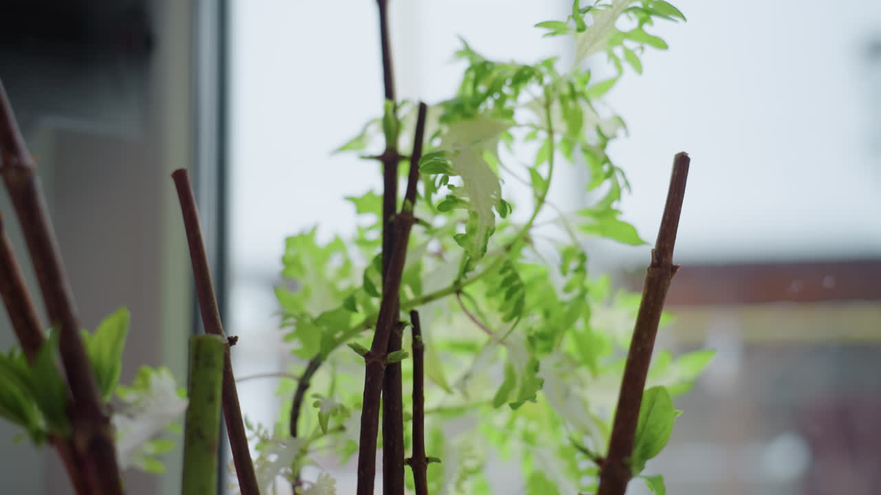 Close up view of fresh vibrant green leaves emerging from bare woody stems by frosted window pane, soft daylight illuminating delicate spring growth inside cozy winter interior botanical scene