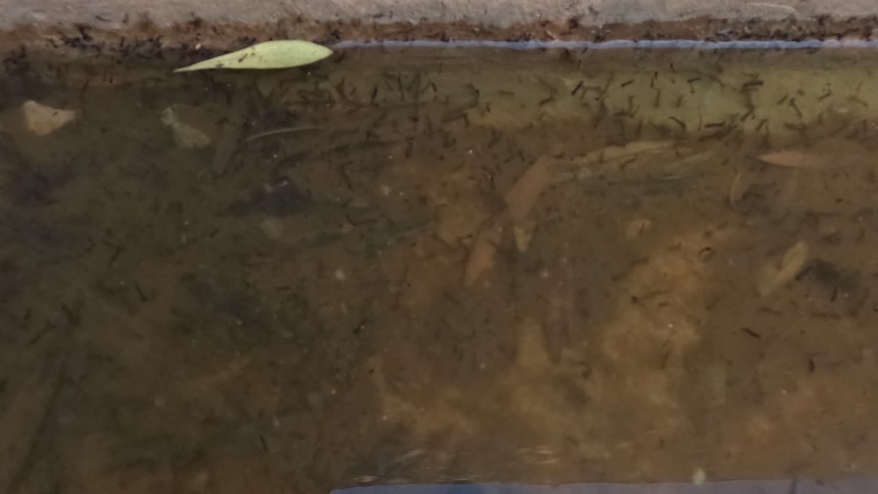 Tampilan jarak dekat berudu berenang di air tawar keruh, menunjukkan tahap awal kehidupan amfibi di habitat alami, dengan bentuk larva gelap terlihat di bawah permukaan air