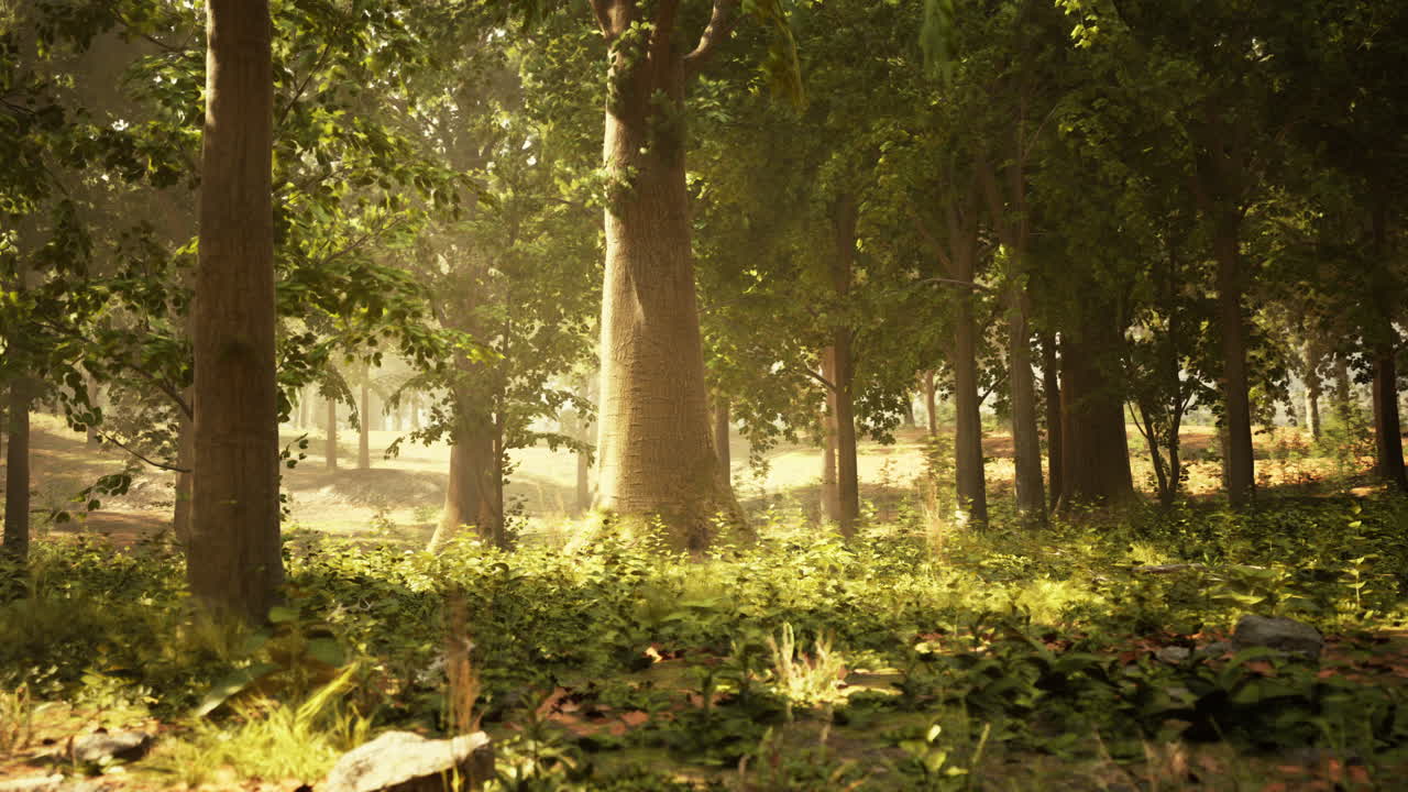 빛이 울창한 초록 숲을 가로질러 흐르고