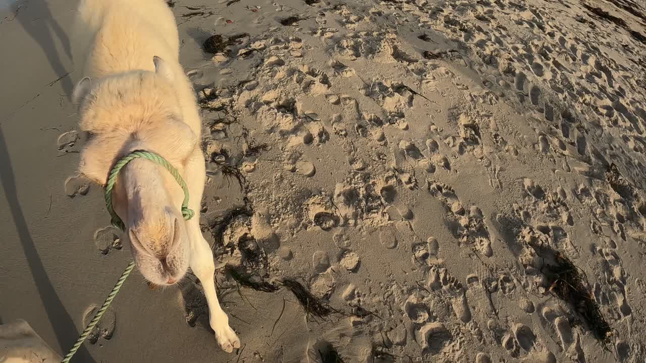 아기 낙타 드로메다리는 모래 해변을 따라  ⁇ 줄로  ⁇ 인 어머니를 따라  ⁇ 고 있습니다.