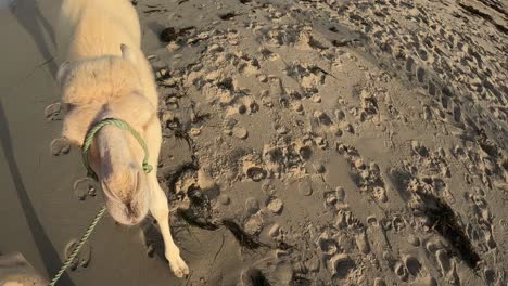 baby camel dromedary walks along sandy beach following mother tied to her with rope