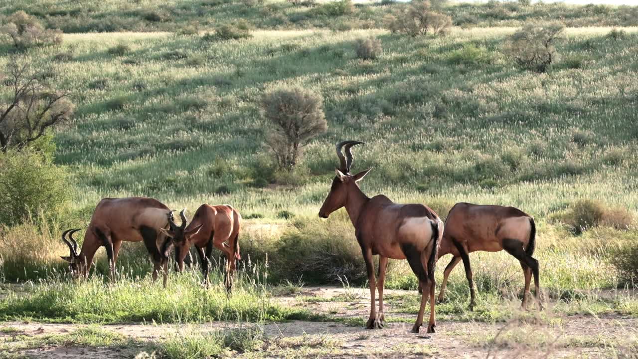 A herd of Red Hartebeest graze in soft evening light in the Kalahari then chase each other for dominance