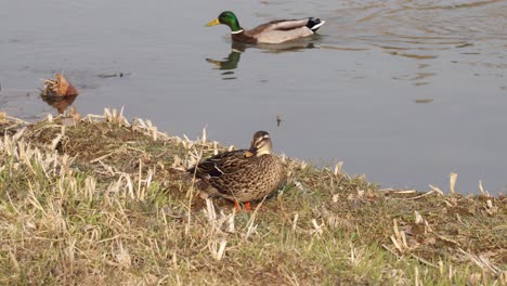 female mallard duck rested on dry grass by the river with male mallard swimming at sunny day