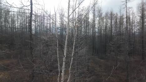 Abedul-A-Principios-De-Primavera-En-El-Bosque-De-Yakutia,-Todavía-Inactivo-Después-Del-Invierno