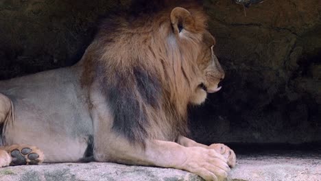 imágenes raras león sonándose la nariz