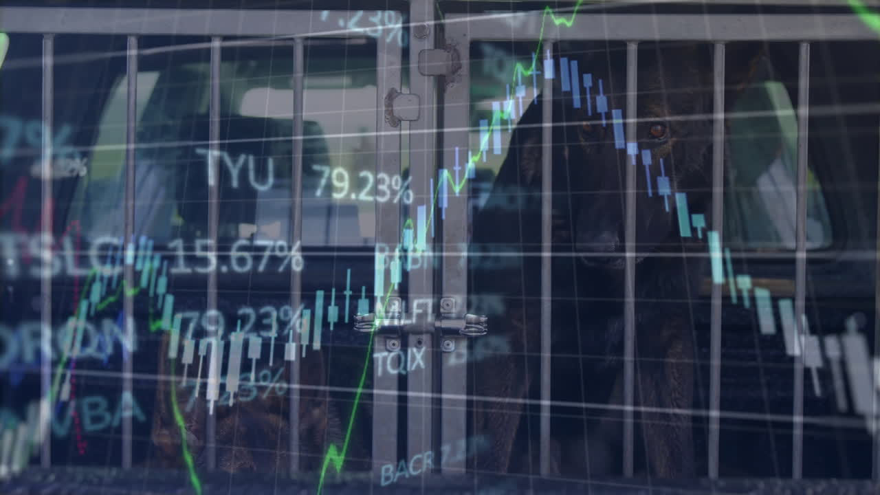 Metal cage door being shown before two dark dogs inside cargo area, overlaying stock chart details