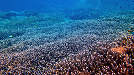 an incredible underwater scuba diver's pov from indonesia reveals a massive, dense field of acropora (staghorn) coral, creating a breathtaking and textured landscape on a healthy ocean reef.