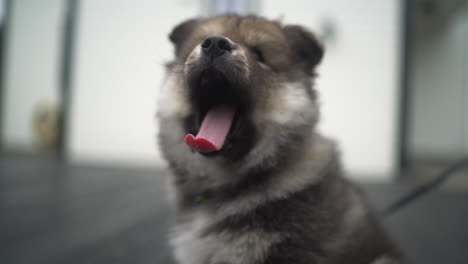 Toma-En-Cámara-Lenta-De-Un-Cachorro-Lapphund-Finlandés-Sentado-Y-Bostezando-Con-Una-Correa