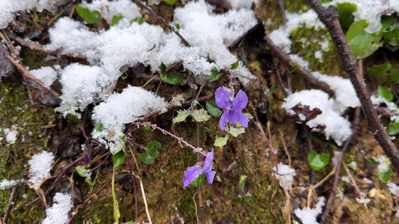 Wonderful flower blossom wild woods violet cyclamen bloom mountain forest Hyrcanian Iran snowfall scenic landscape winter spring vivid nature greenery outdoors tranquility wild woods beauty freshness