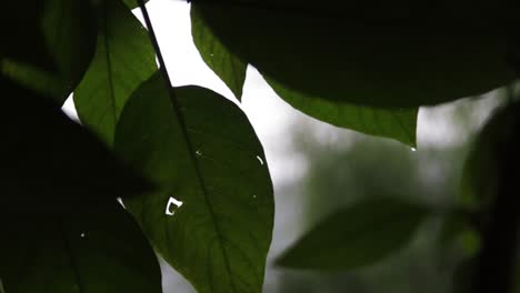 尼泊爾波哈拉湖邊咖啡廳的雨水滴落在葉子上,