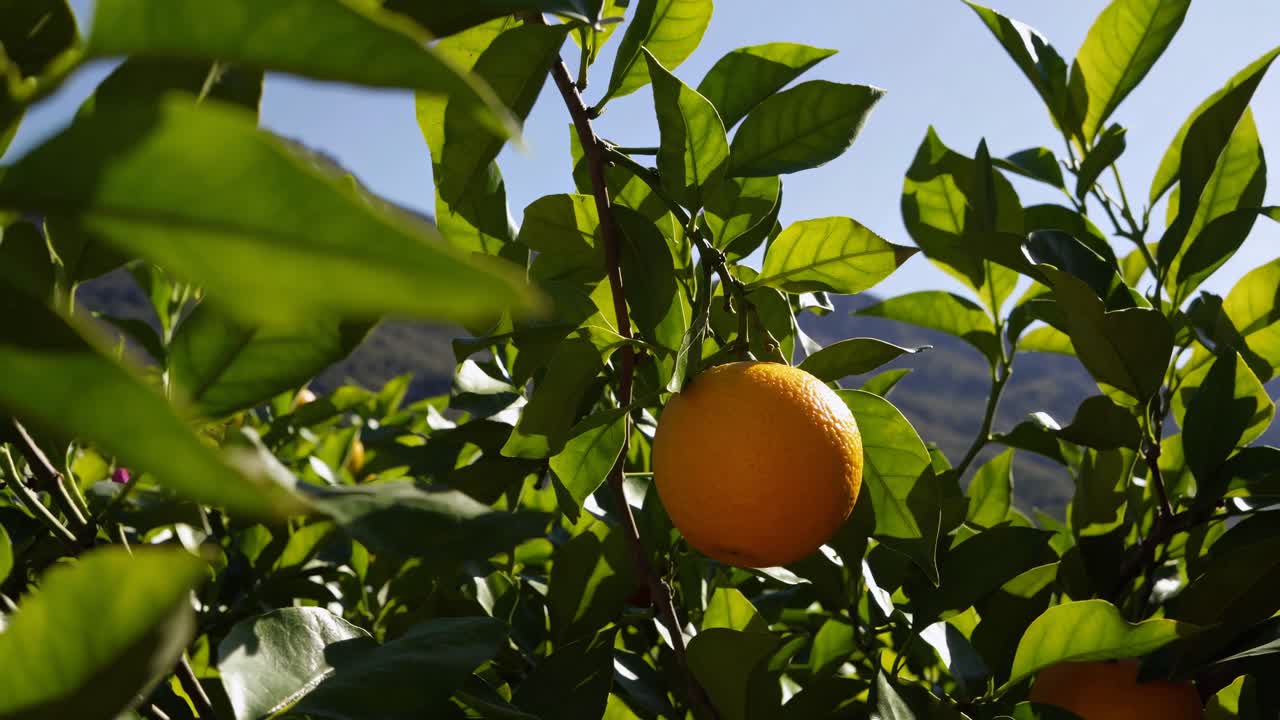Orange Tree with Ripe Fruit