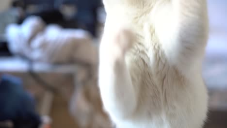 white and black cat playing with a string in slow motion indoors at home