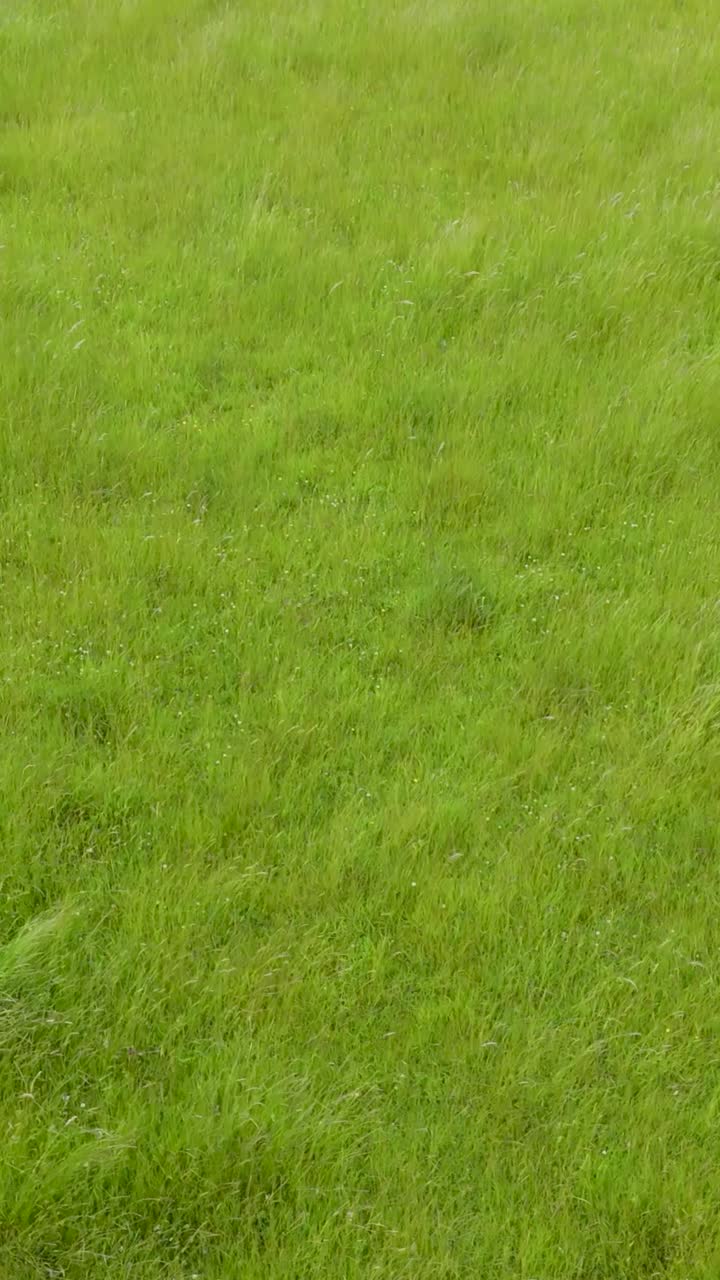 A vertical shot of a drone flying low and forward over an English field as the wind blows the grass in a gentle pattern