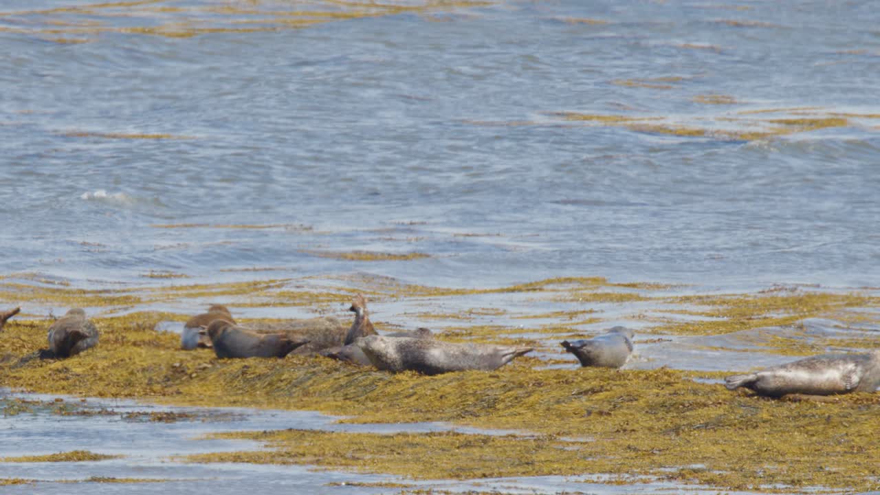 Several harbor seals lie on a kelp-covered shore beside calm coastal waters, illuminated by natural daylight with a steady, wide camera perspective
