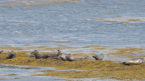 several harbor seals lie on a kelp-covered shore beside calm coastal waters, illuminated by natural daylight with a steady, wide camera perspective