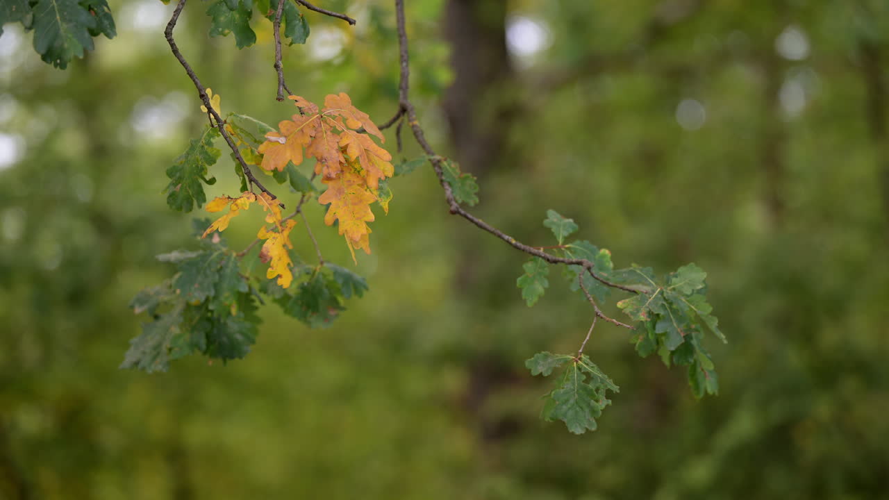 Oak branch with green and yellow autumn leaves