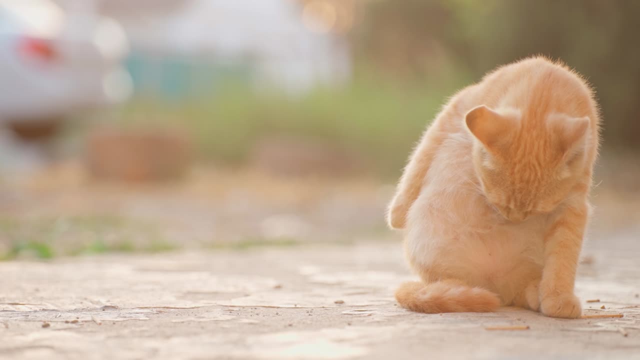 고양이는 자신을 고 자신을 정리합니다.